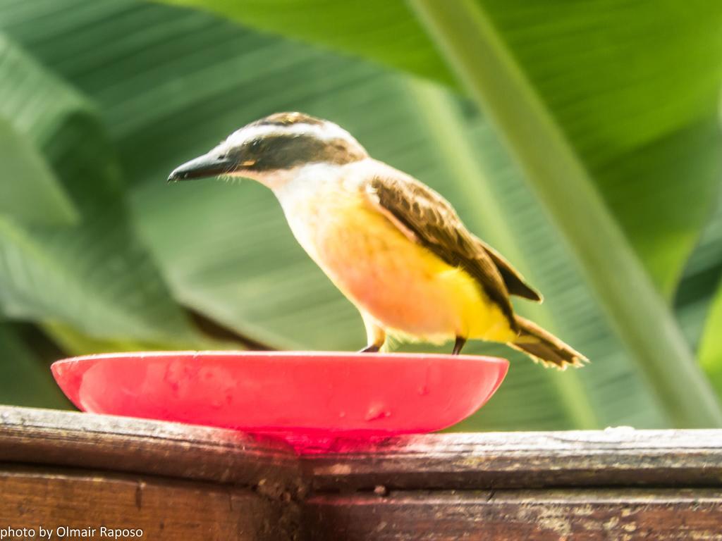 Studios Na Vermelhinha Ubatuba Buitenkant foto